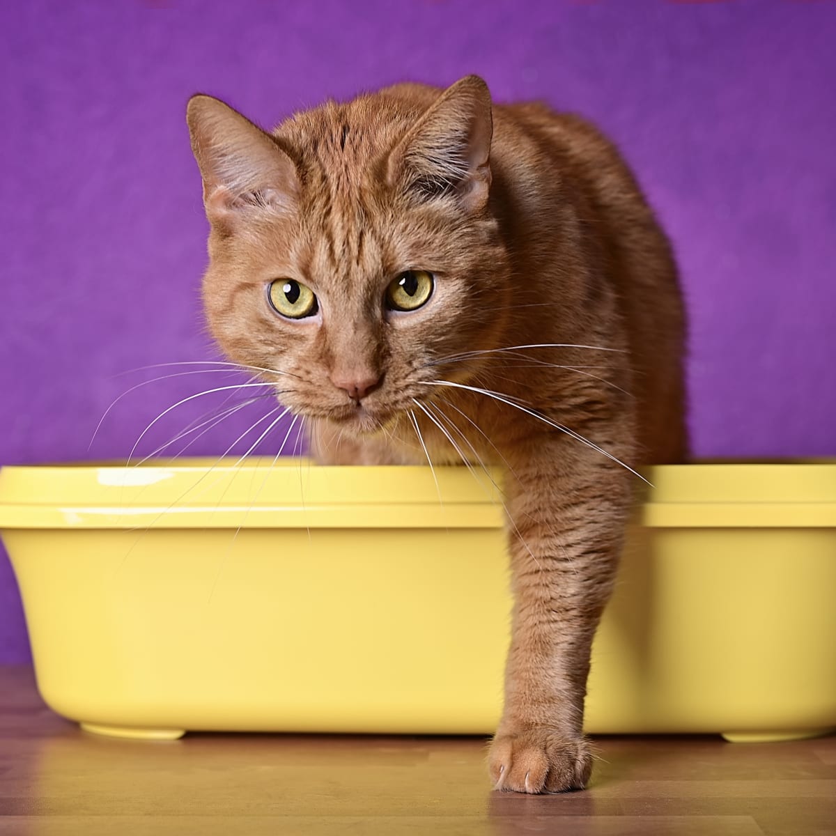Why Won t My Cat Use the Litter Box