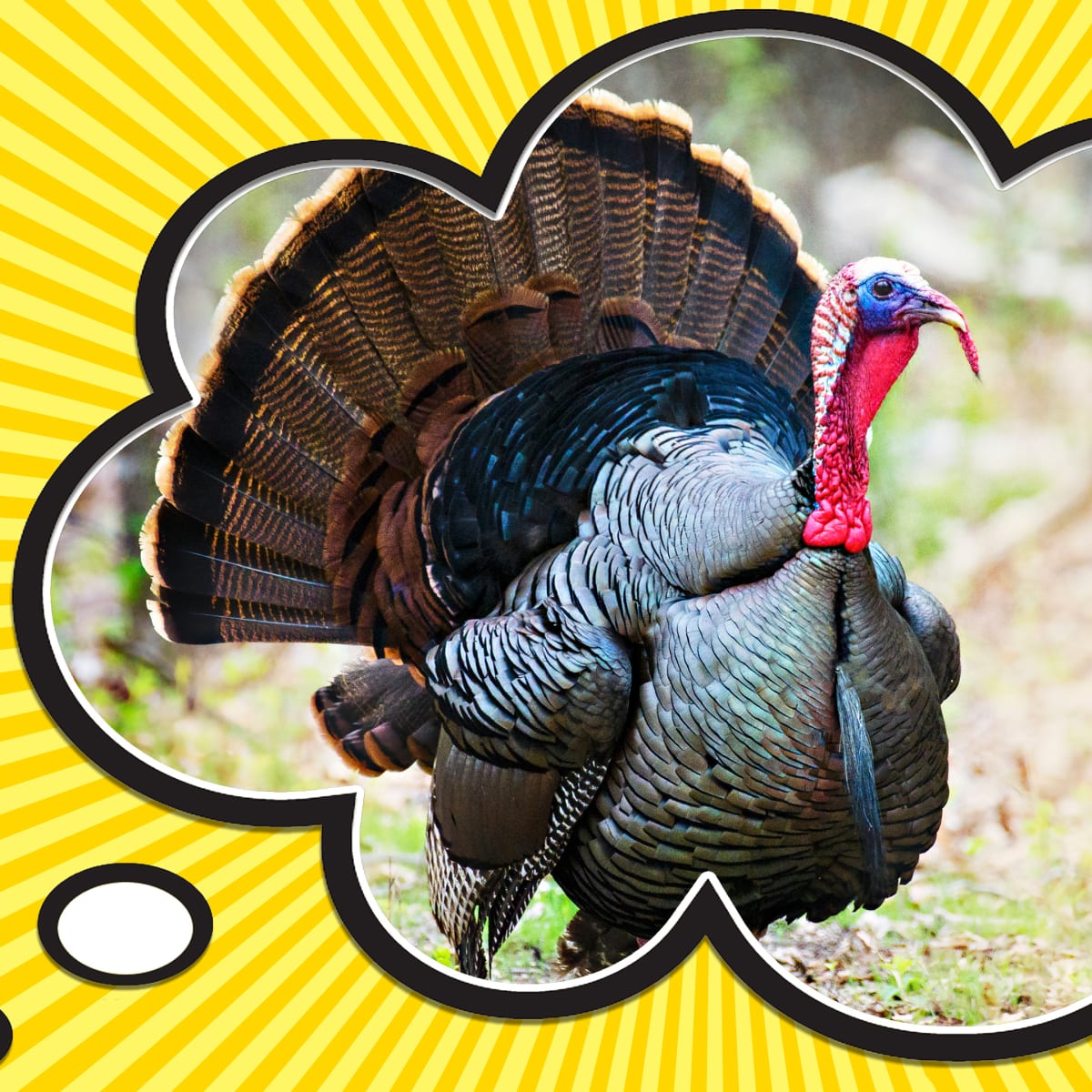 Let's Talk Turkey - Nonfiction Turkey Fun! - Second Grade