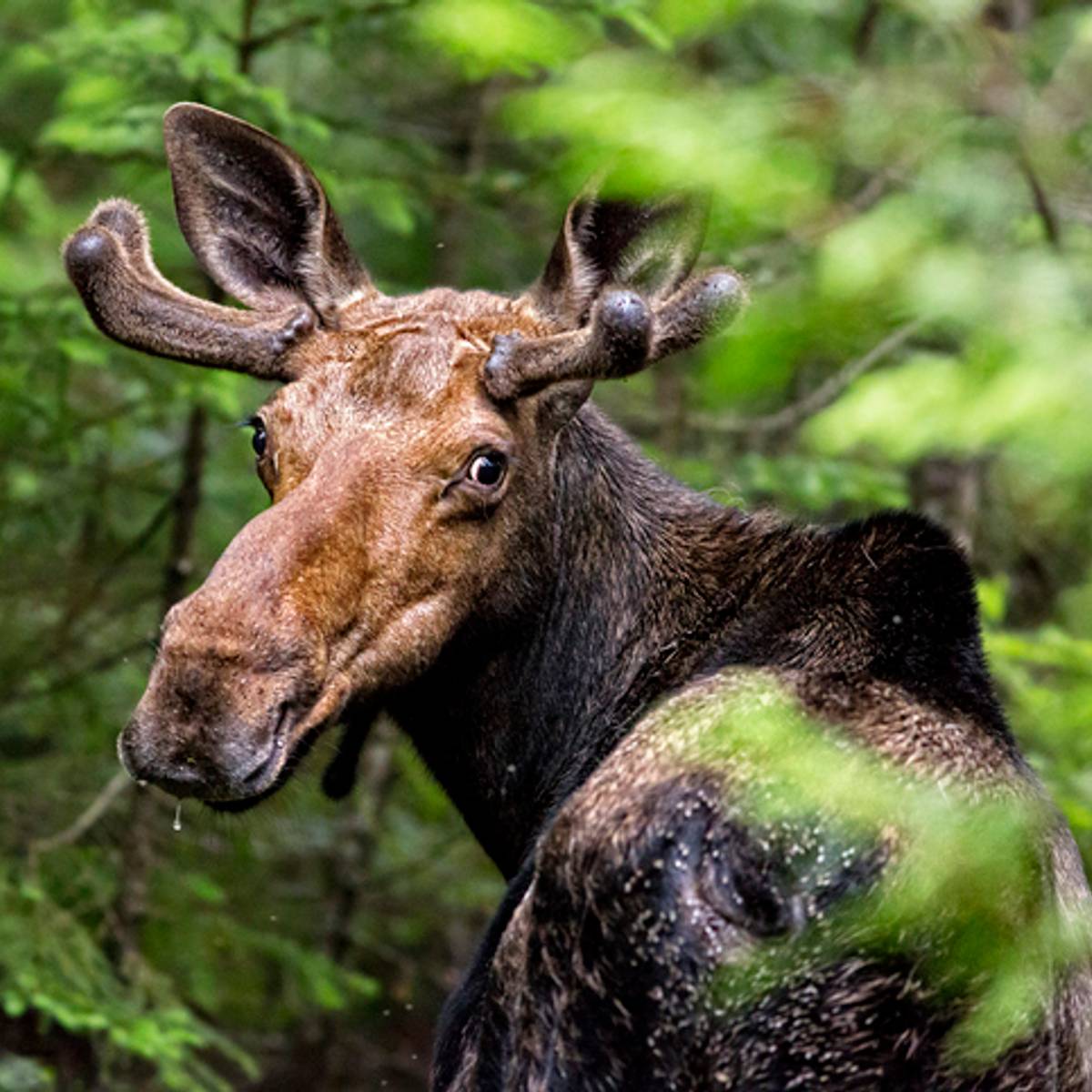 moose animal images