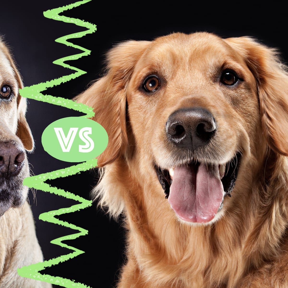 which is better lab or golden retriever