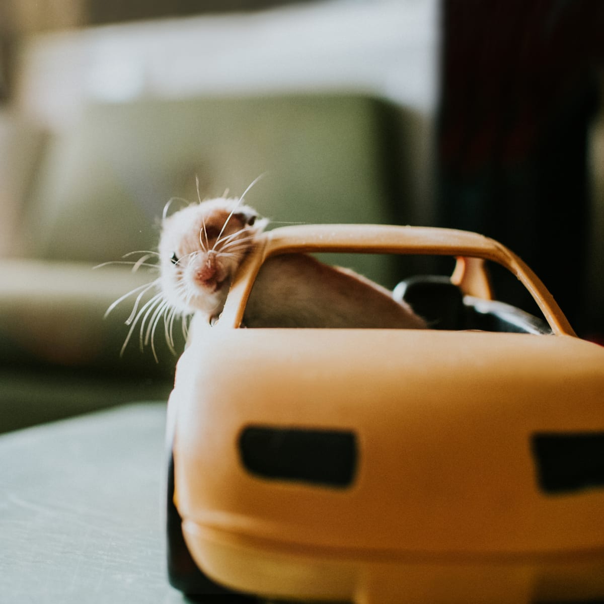 When Speed Streak Tried to Turn Hamsters into Toys