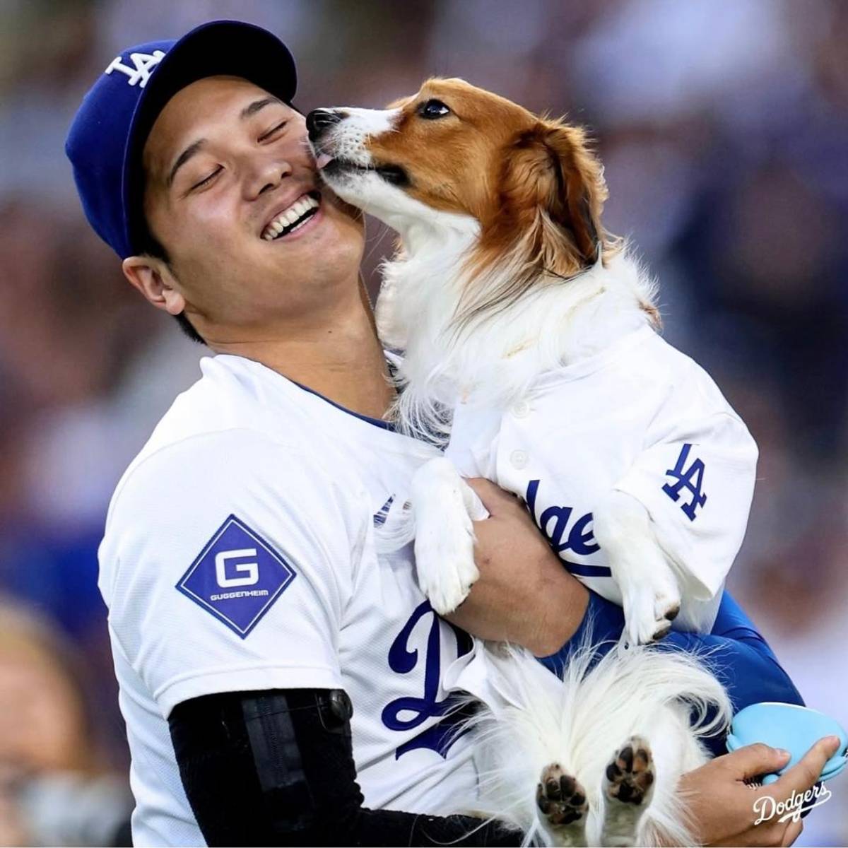 Collecting Shohei Ohtani's Dog, Decoy