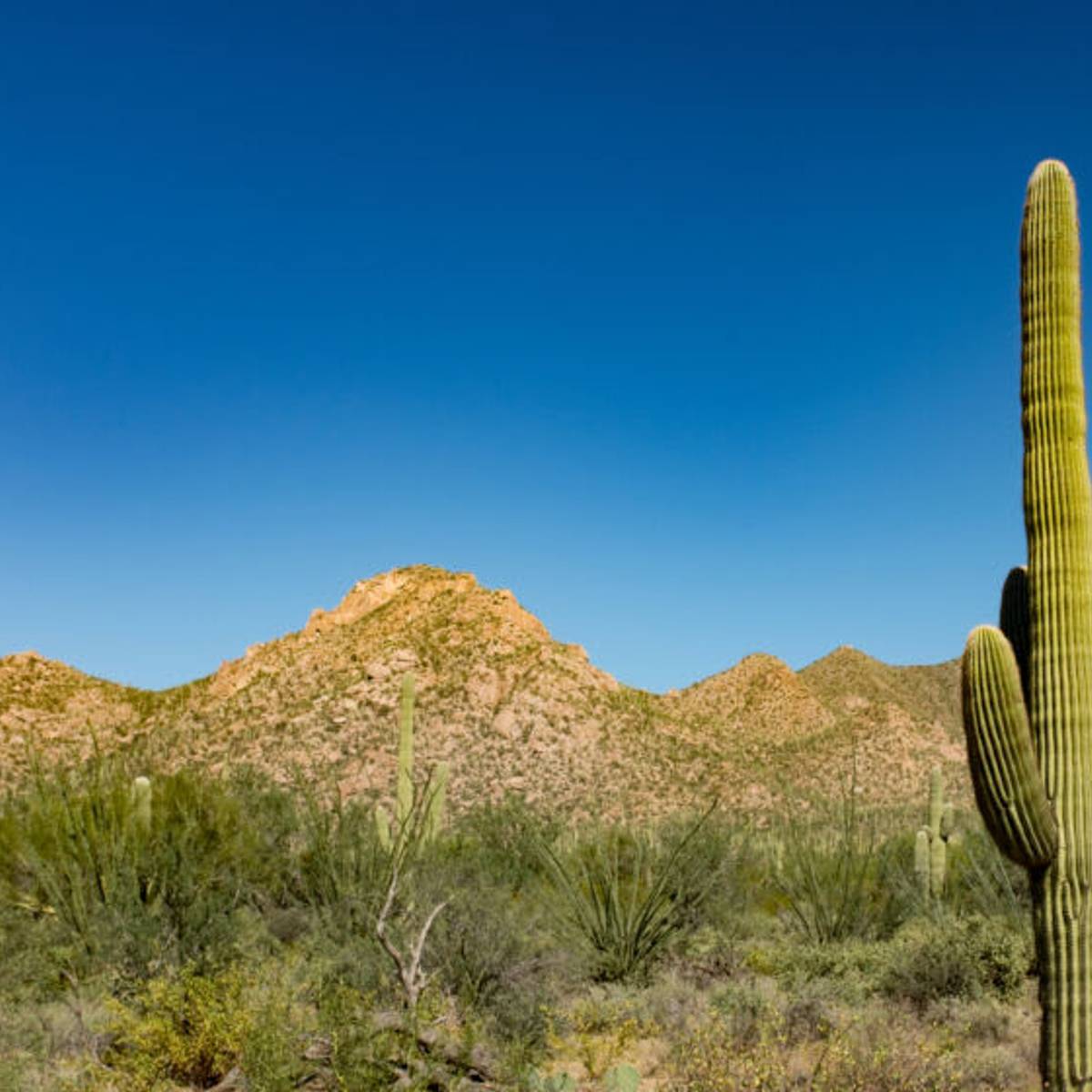Call of the Cryptid: The Cactus Cat of the American Southwest