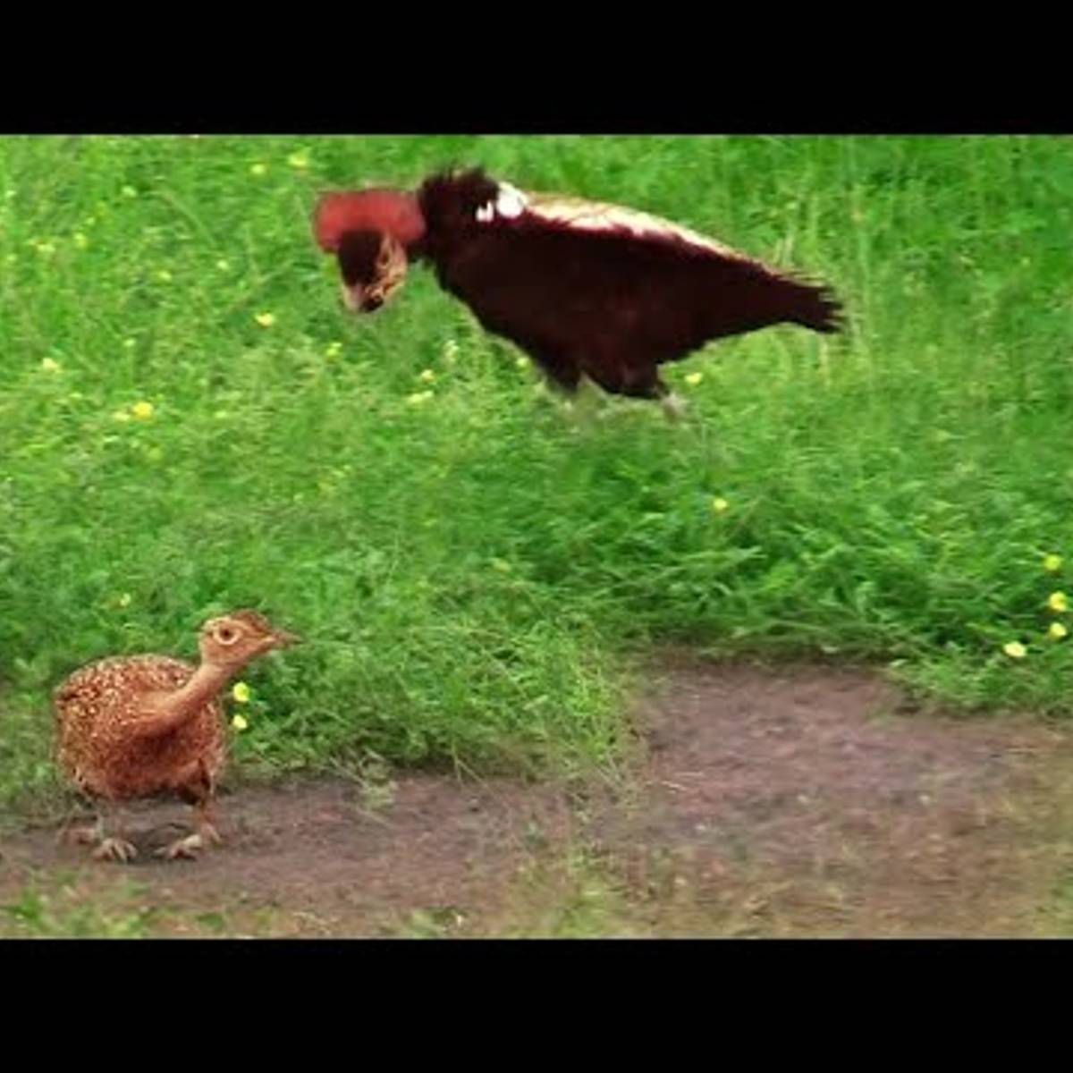 Sexual Reproduction Examples