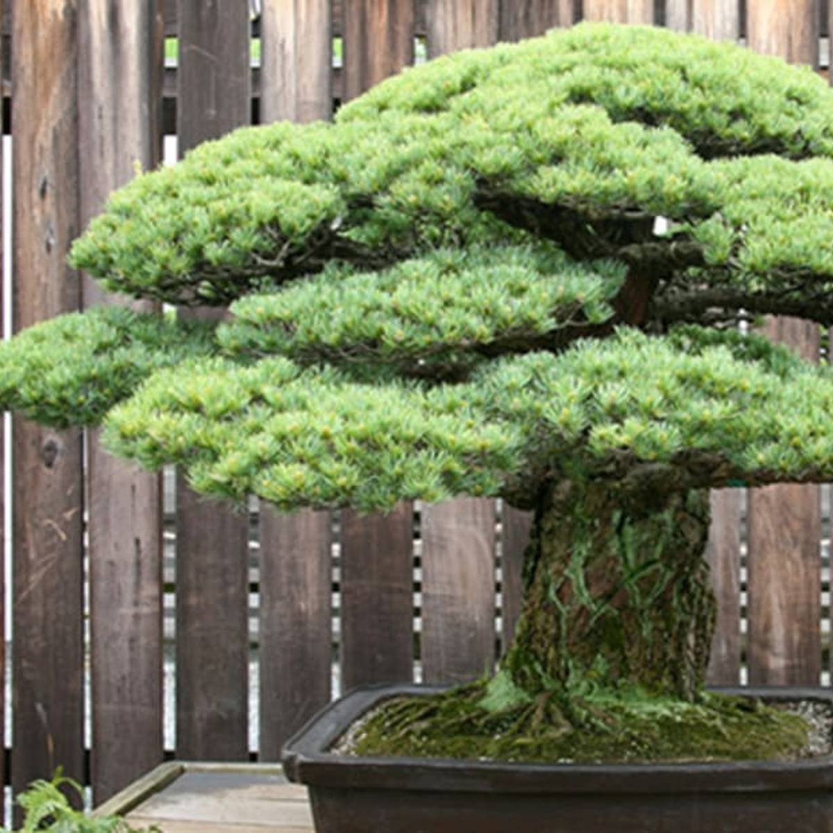 bonsai tree zelkova Bonsai Zelkova - House Plants - Plant Shop main image 0