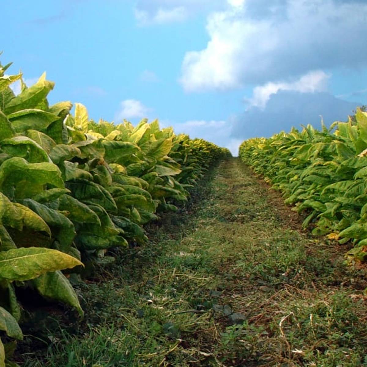 is tobacco plant bad for you Has Tobacco Ever Been Cultivated as a Food Source?
