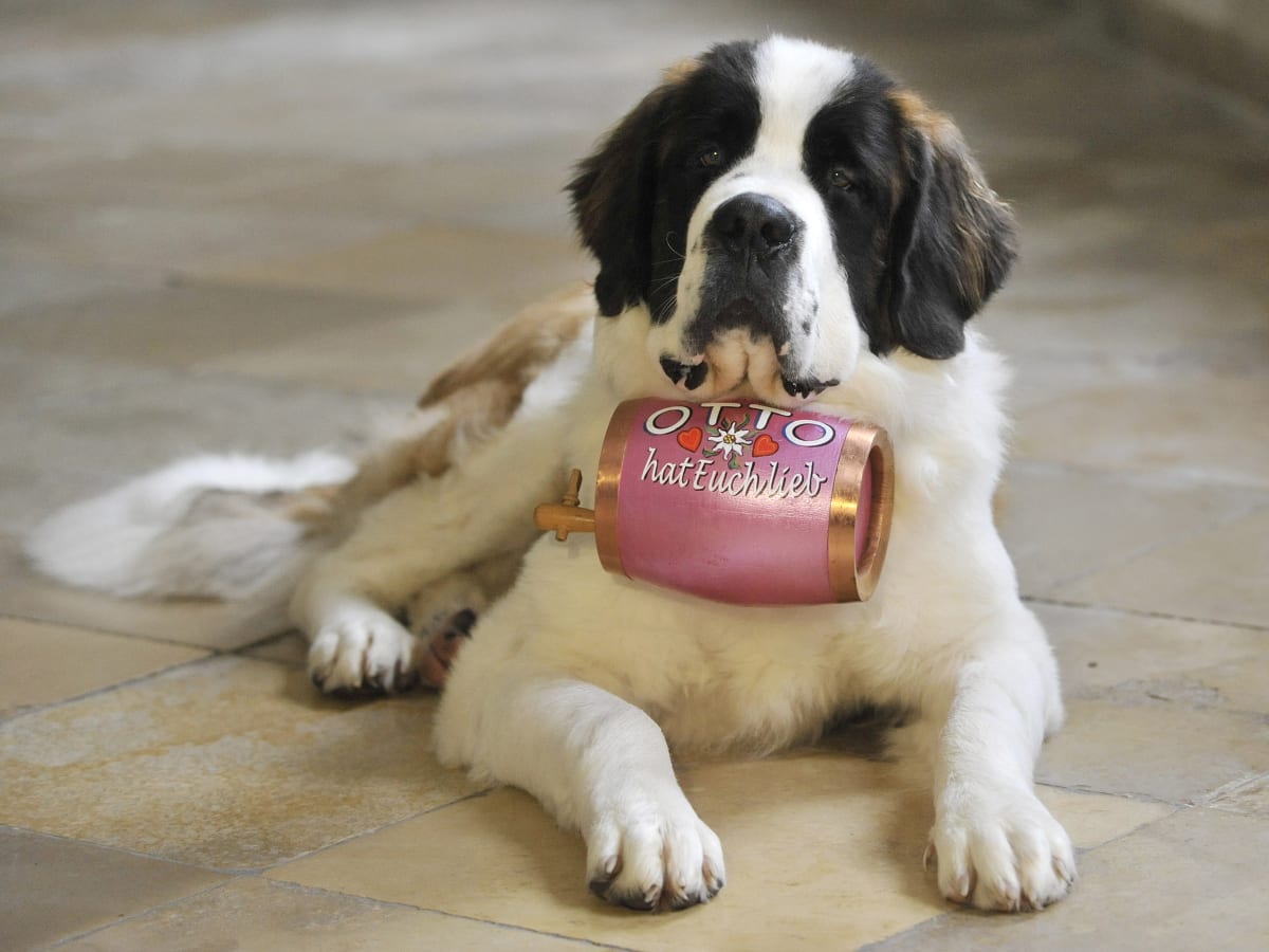St bernard keg collar outlet