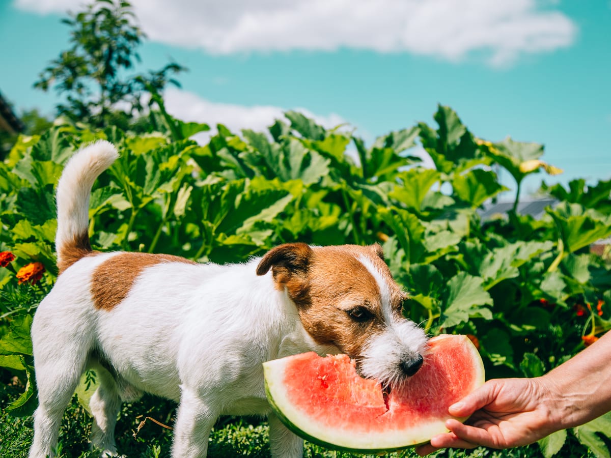 20 Fruits and Vegetables Dogs Can and Can t Eat