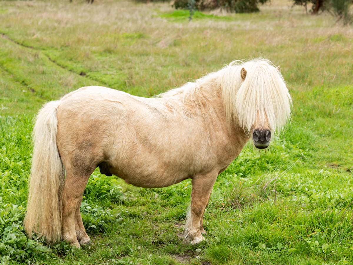 Why Do We Call Someone a “One-Trick Pony”?