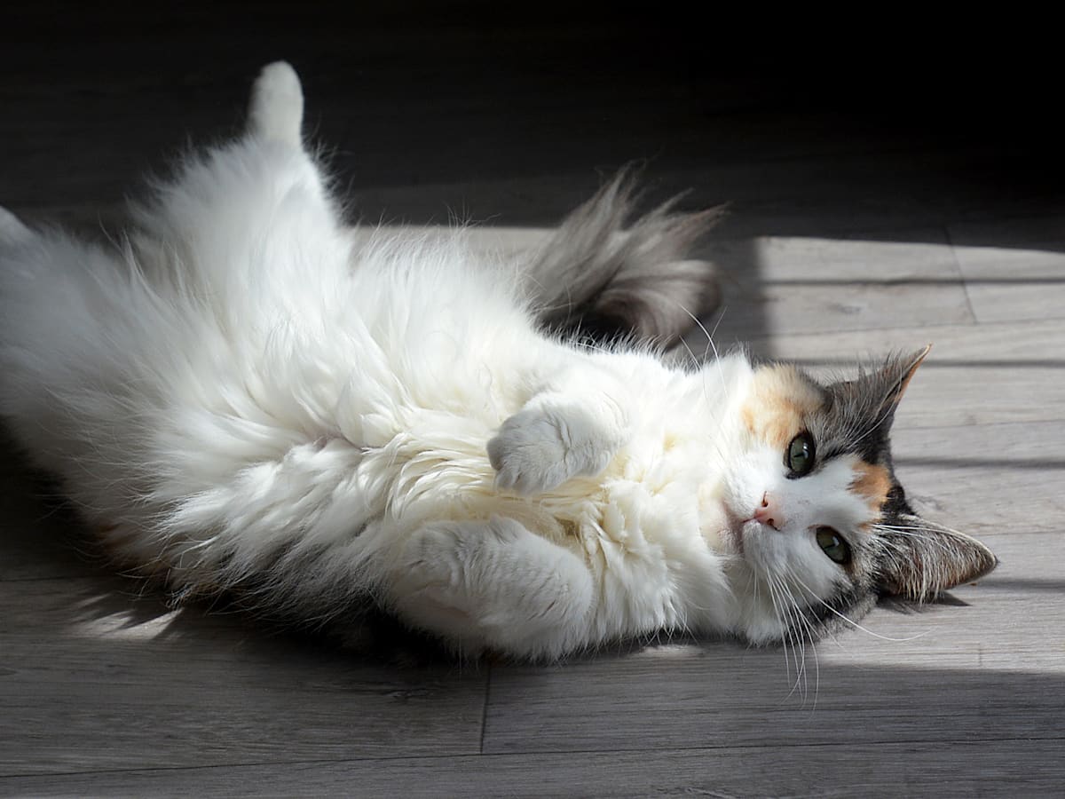Can Cats With Three Legs Groom Themselves? Surprising Truths Revealed