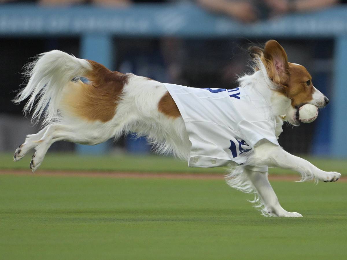 Shohei Ohtani's Decoy Is A Card Hobby Darling; The 1993 Milk Bone