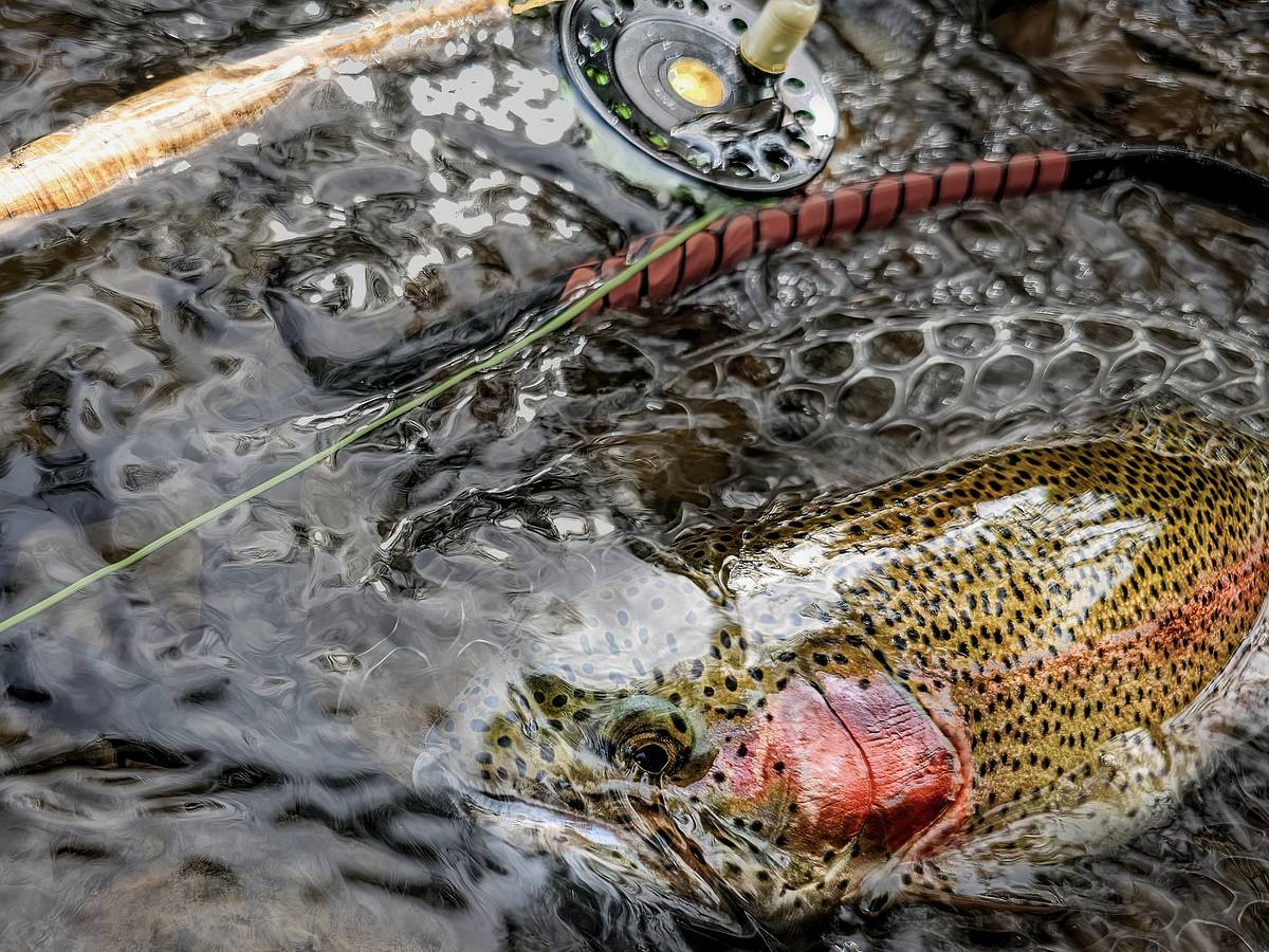 best shimano spinning reel for saltwater Socorro Heavy Duty Salmon & Steelhead Color:Black/Brown with Red Flake 7 Ultralight Bass Fishing Whether targeting reef species