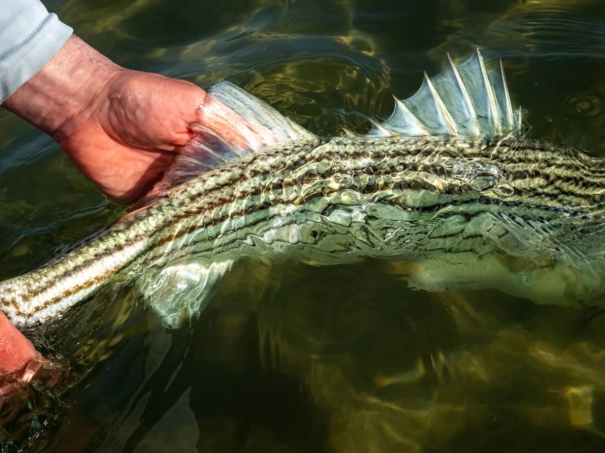 biggest fish on 5 fly rod Adams MAX Black 10.5' 3wt Largest freshwater fish I've ever