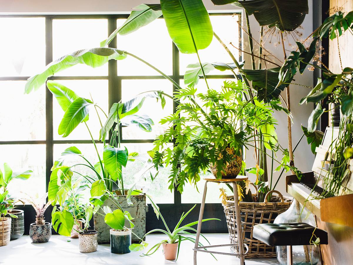 Can Plants Die of Old Age?