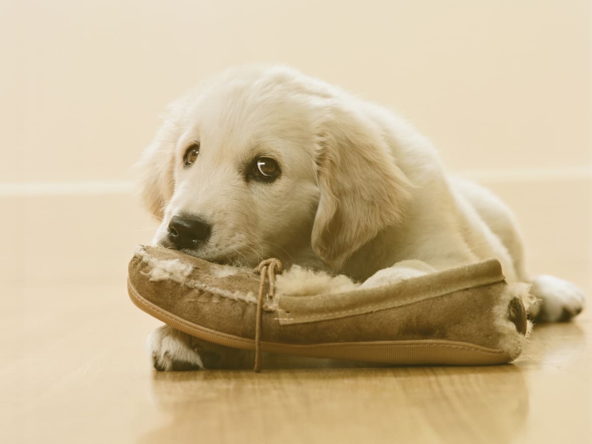 The Reason Your Dog Loves Stealing Your Shoes