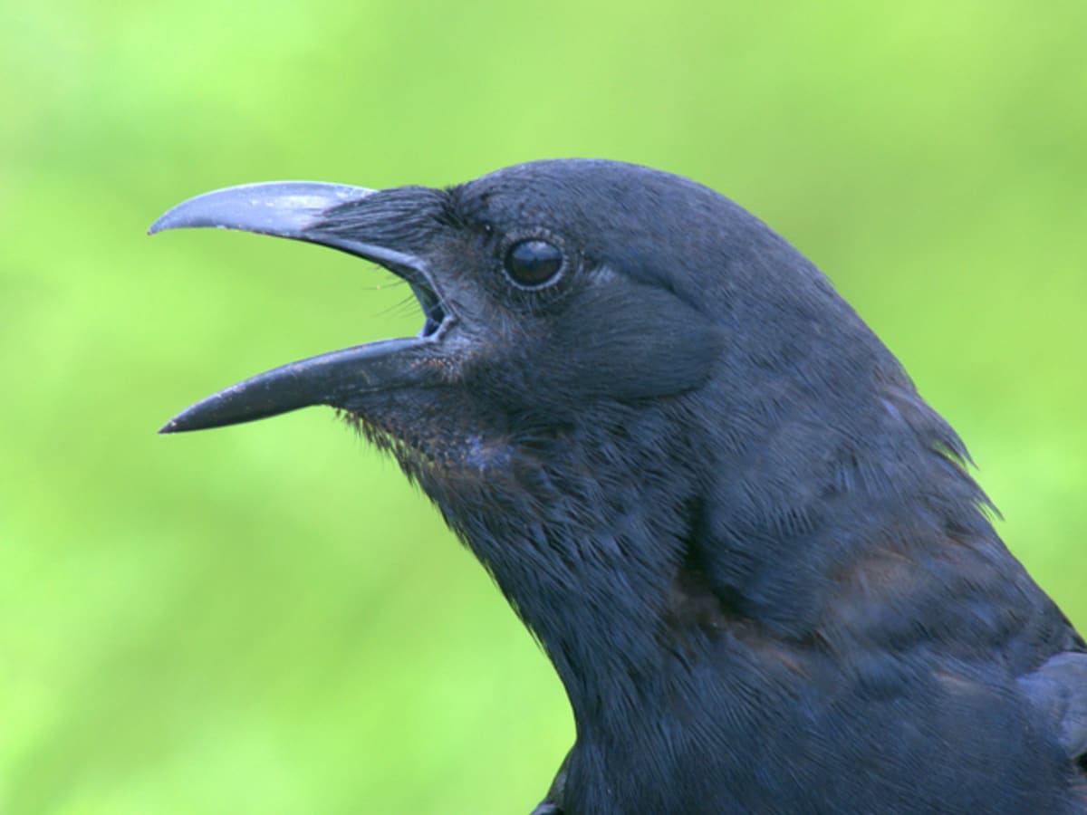 All about crow top