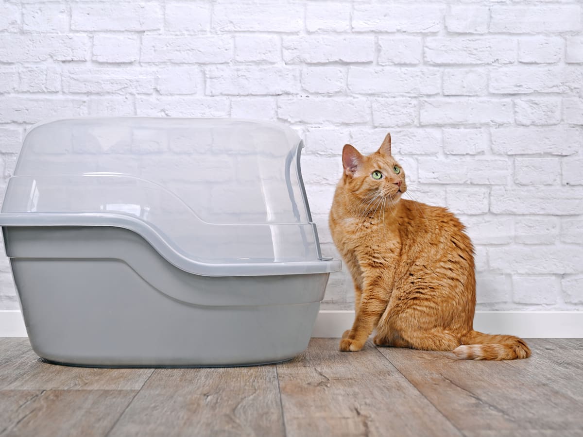 Frisco Best Hooded Cat Litter Box So Phresh Gray Open Cat Litter