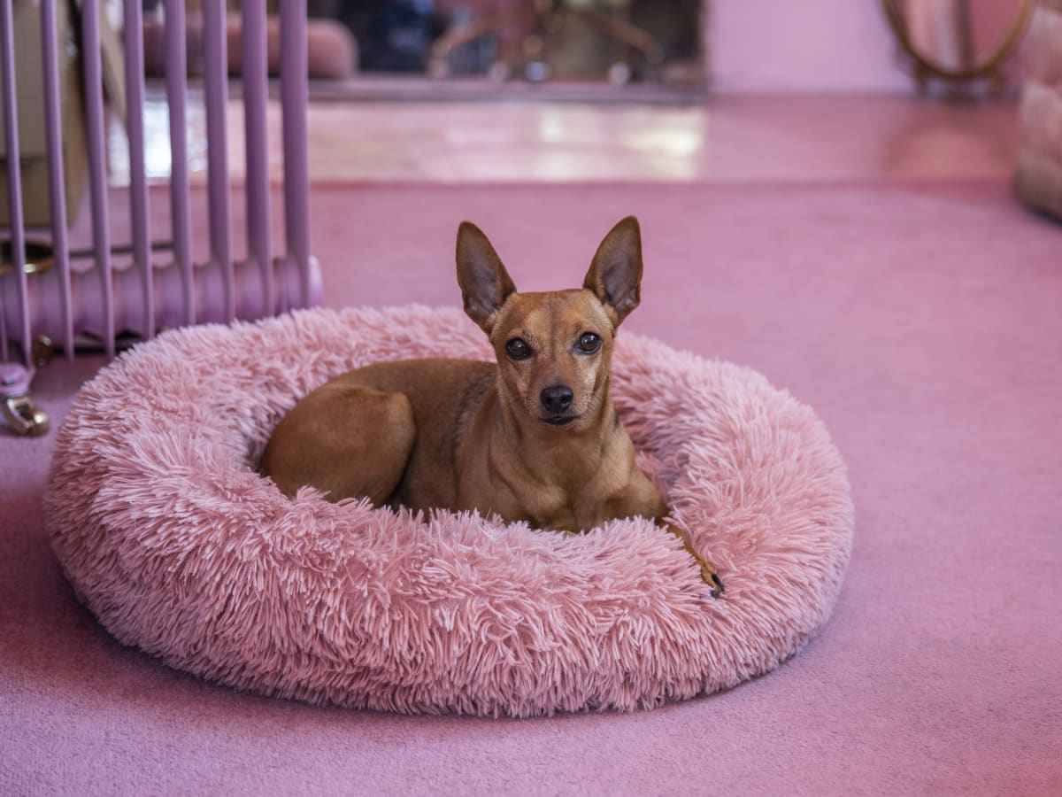 Dog keeps scratching bed online