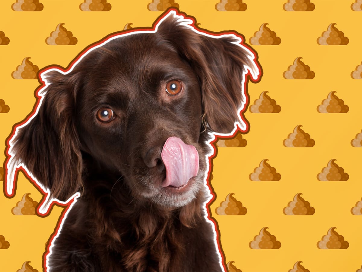 Dog muzzle to prevent eating poop shop