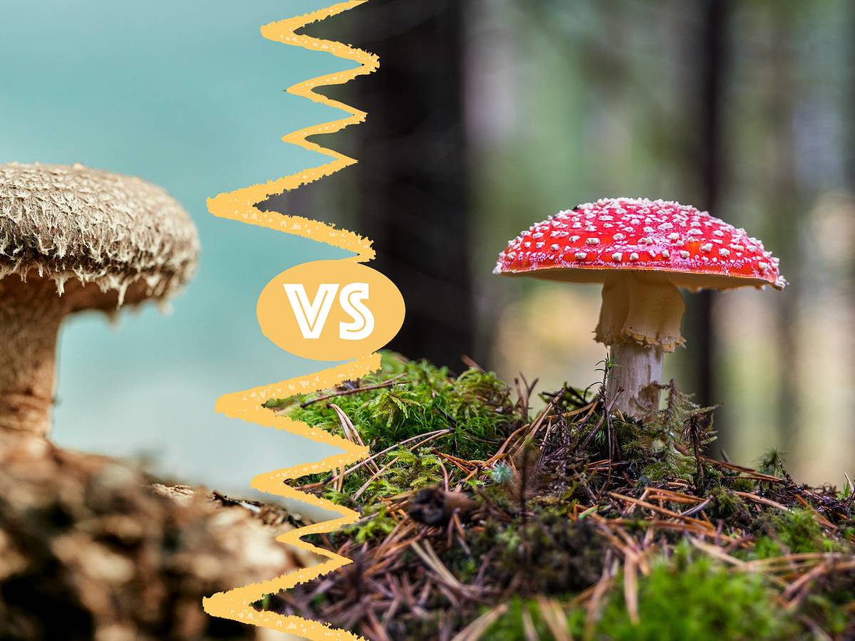 Mushrooms vs. Toadstools: What's the Difference?