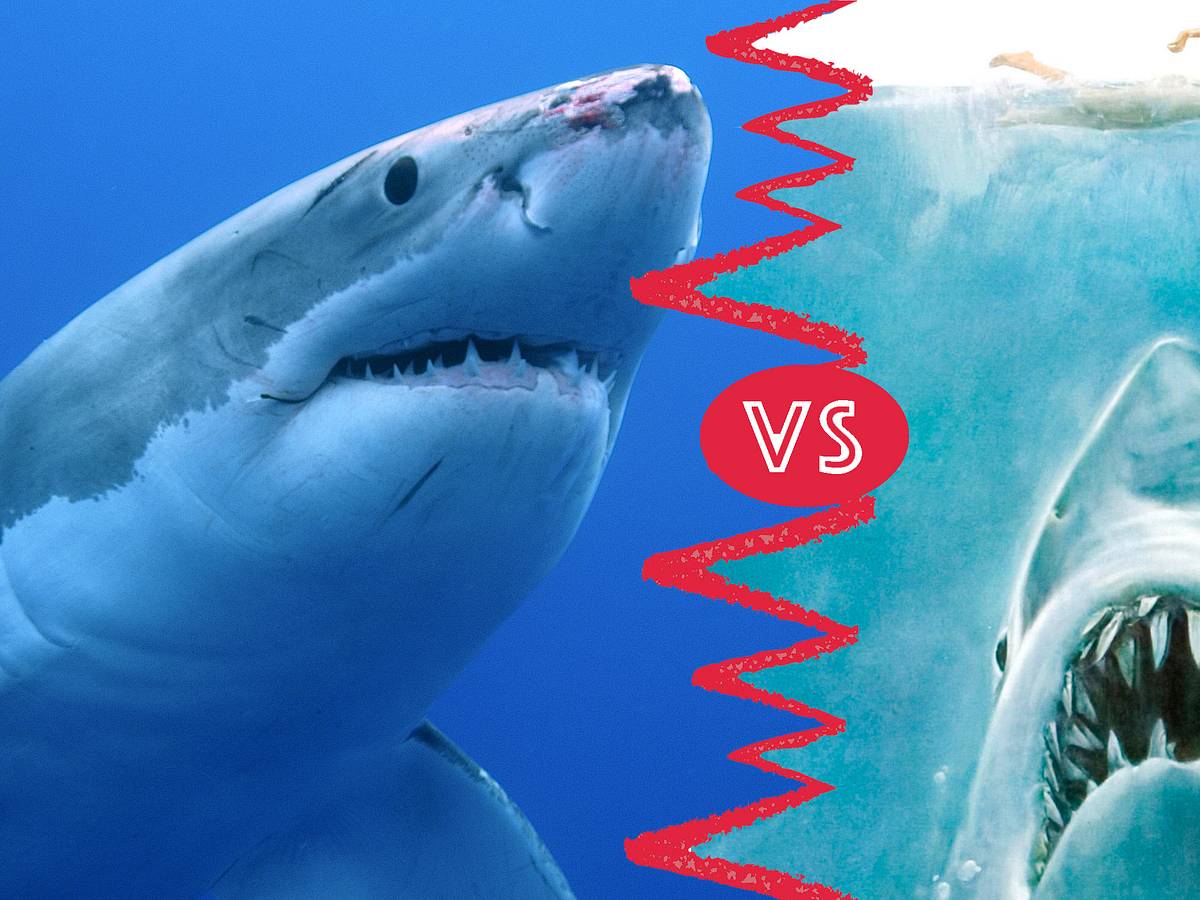 jaws poster shark species