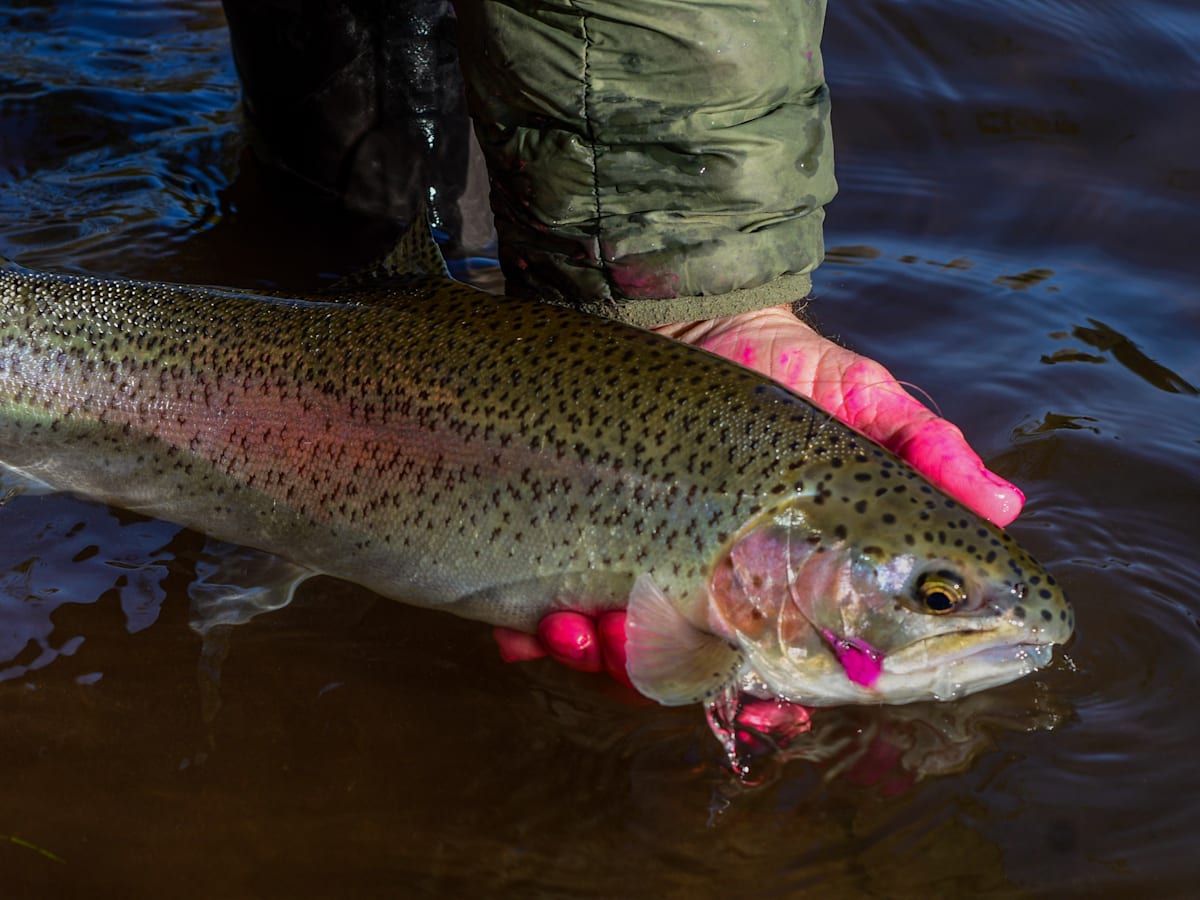 Want to Catch Trout, Steelhead & Salmon in the Lower 48?