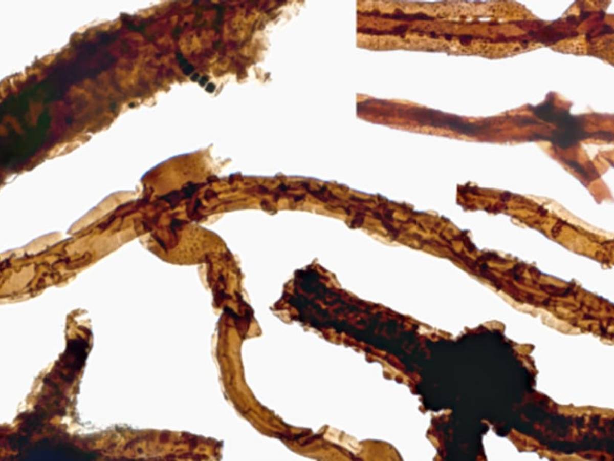 This 440-Million-Year-Old Fungus Is the World's Oldest Known Land