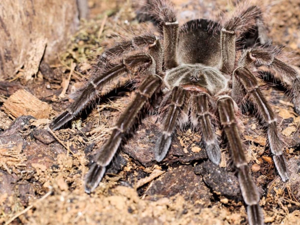 The World's Largest Spider Is as Big as a Newborn Puppy, image size:1200x900