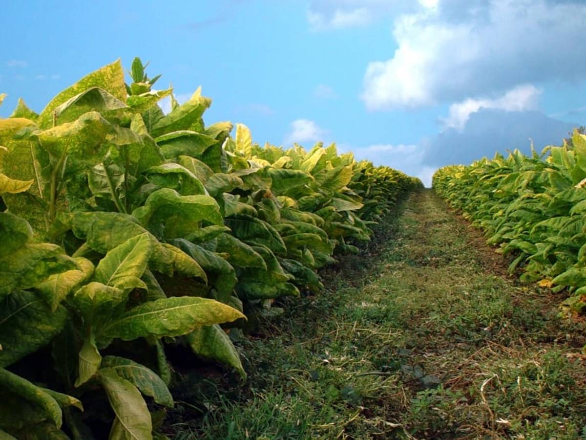 tobacco crop Has Tobacco Ever Been Cultivated as a Food Source?