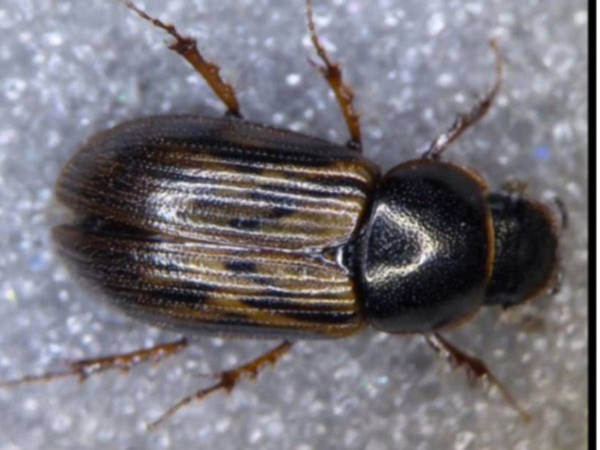 Rare European Dung Beetle Found Living in Cow Poop