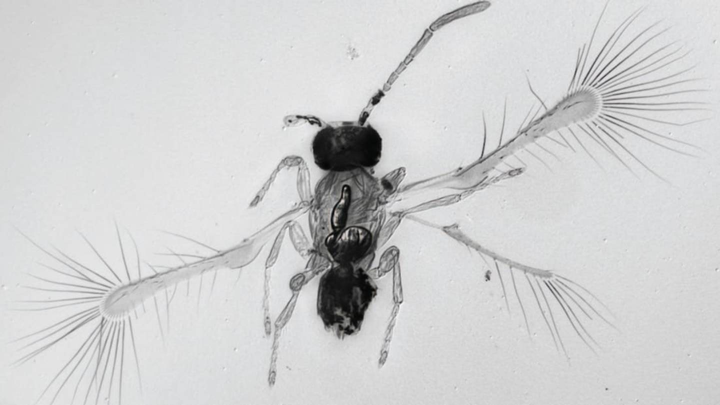 12 Outlandish Species Names
