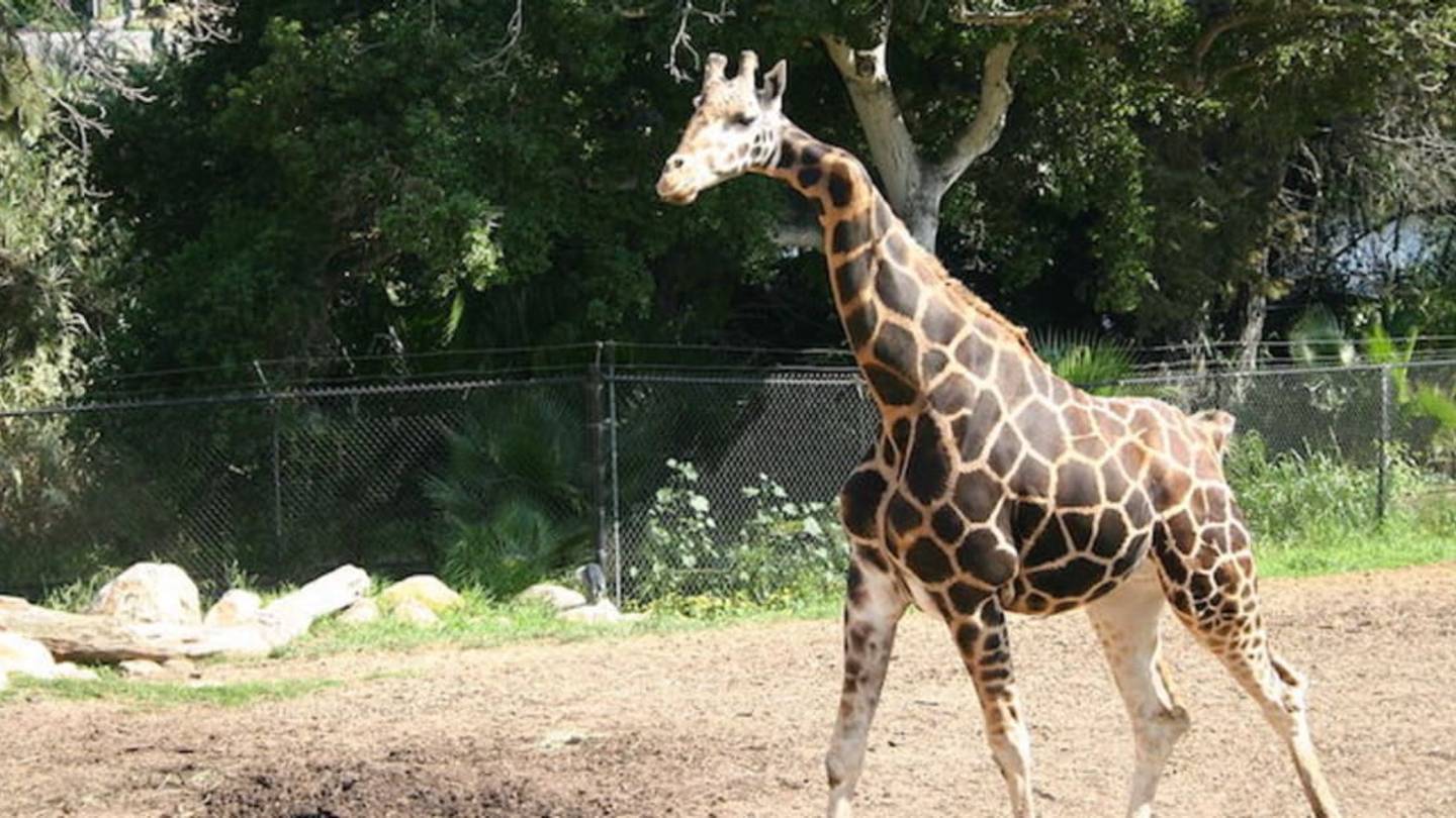 Gemina, the Giraffe With a Mysteriously Crooked Neck