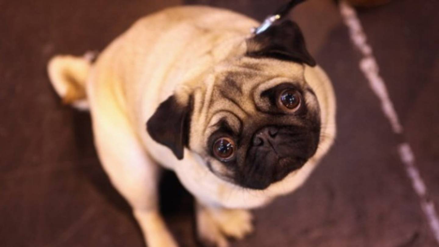 Why Do Dogs Kick Their Legs When You Scratch Their Bellies?
