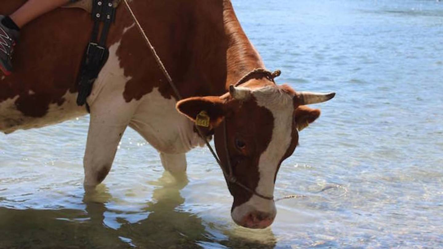 At This Farm in Switzerland, Visitors Can Saddle Up on Cows