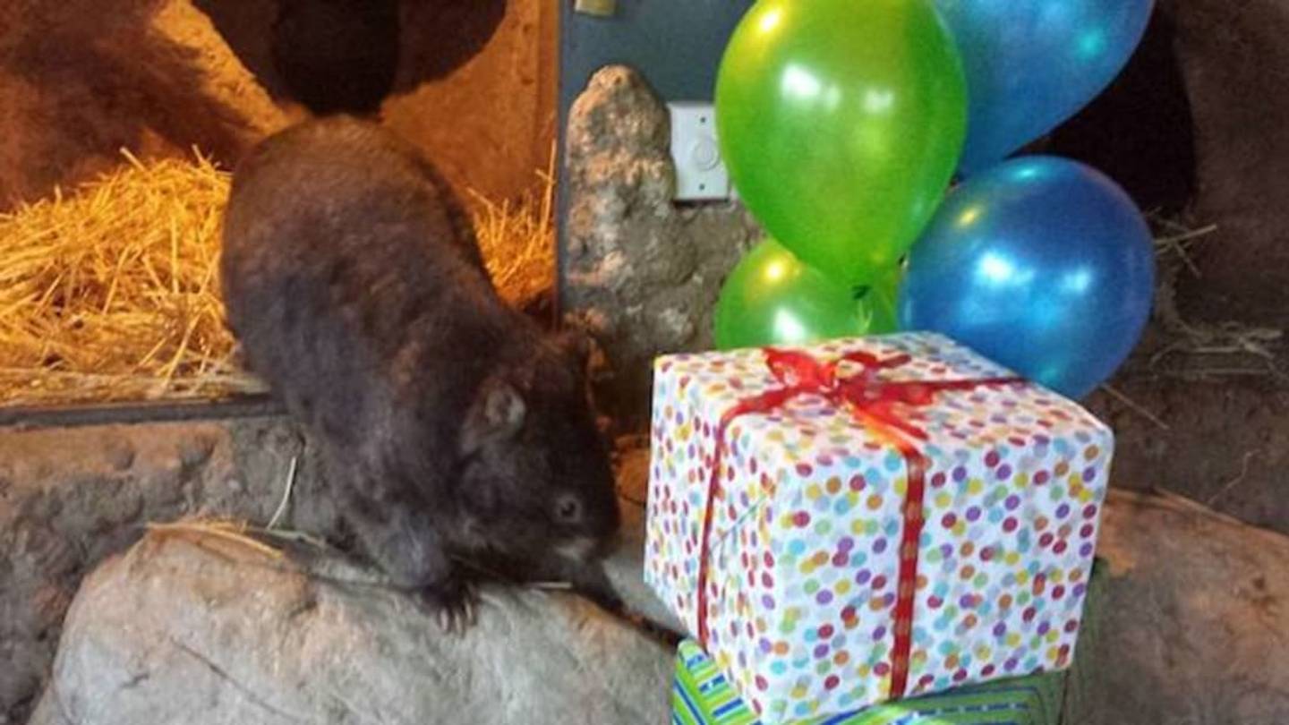 World's Oldest Wombat Is Single And Ready To Mingle