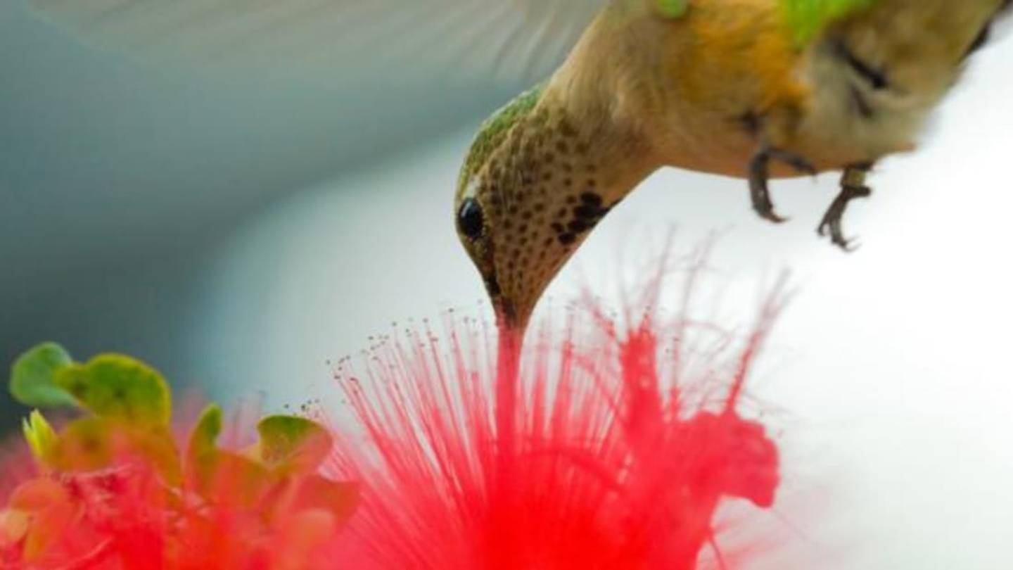 15 Animals With Delightful Hidden Talents
