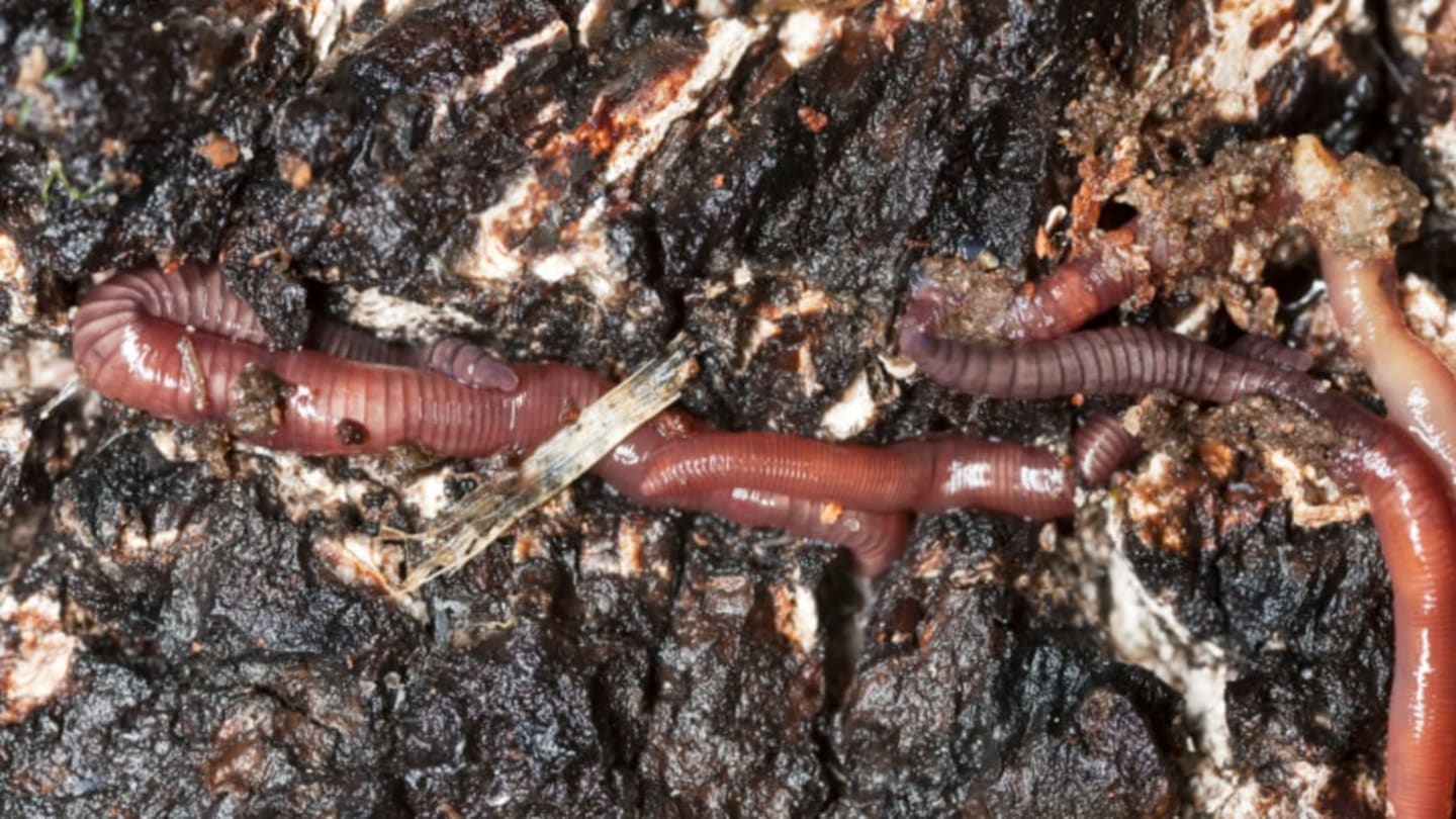 Why Do Worms Surface After Rain?