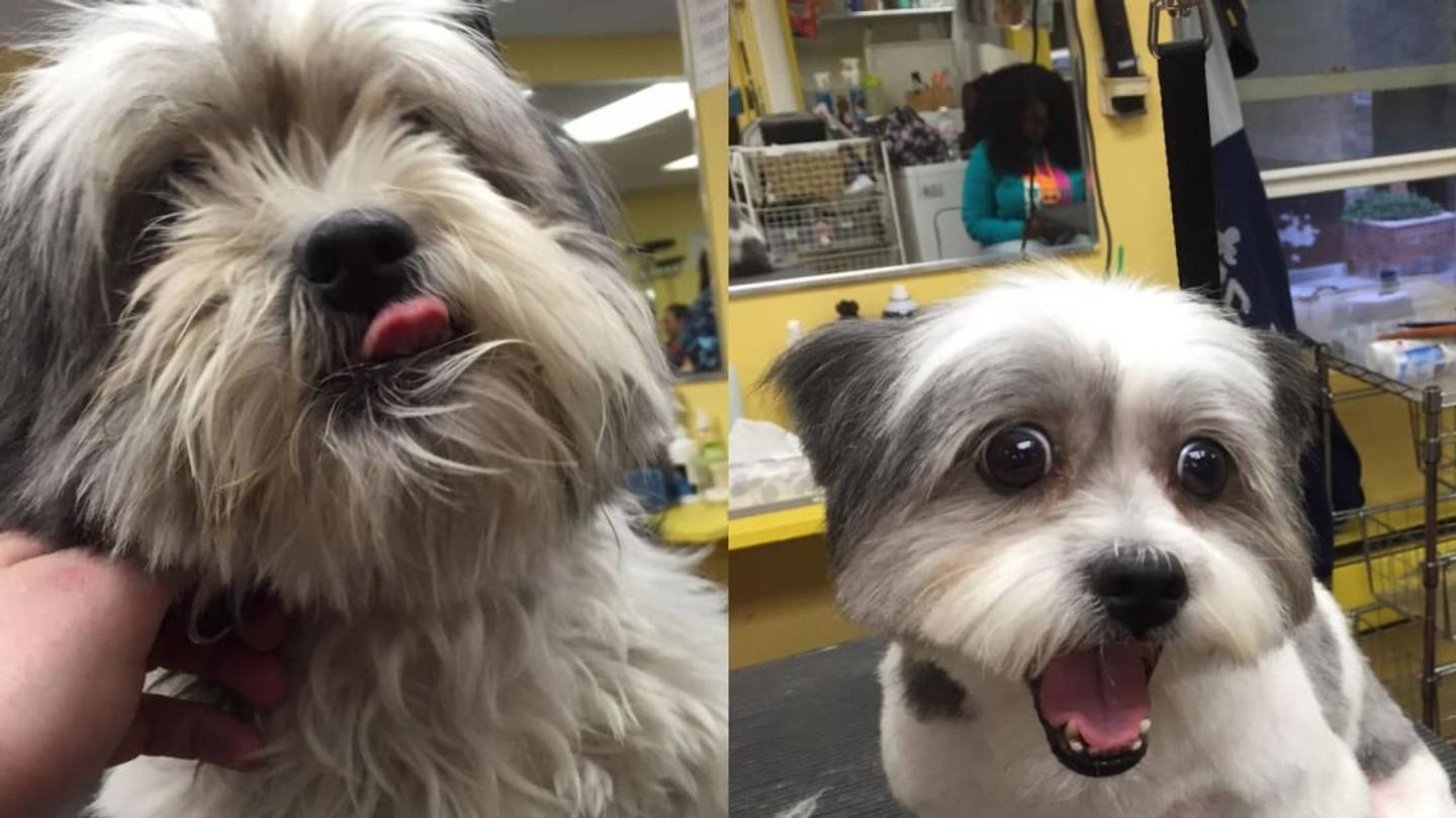 Meet the New York City Groomer Giving Free Haircuts to Help Shelter Dogs Get Adopted
