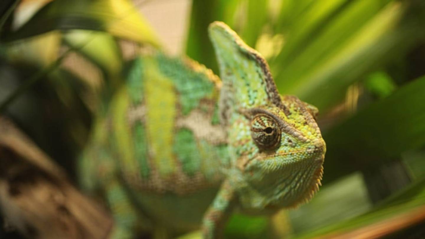 7 Animals That Change Color Better Than Chameleons