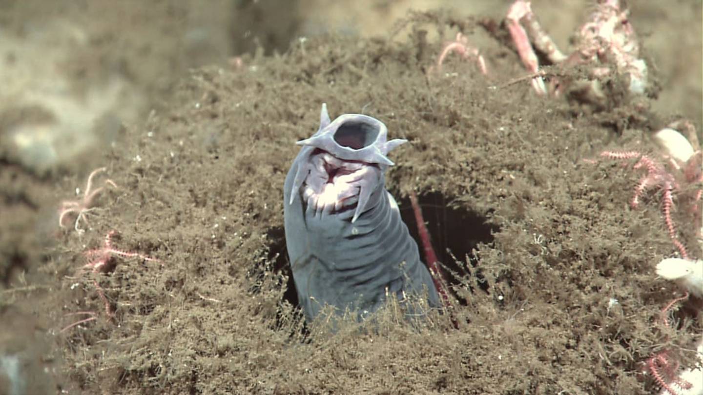 7 Impressive Animal Defense Mechanisms