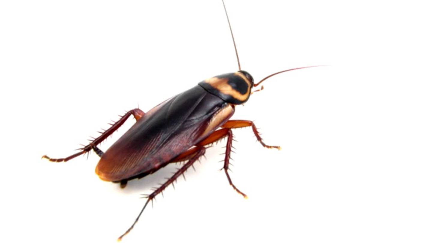 Why Do Filthy Insects Spend So Much Time Grooming?