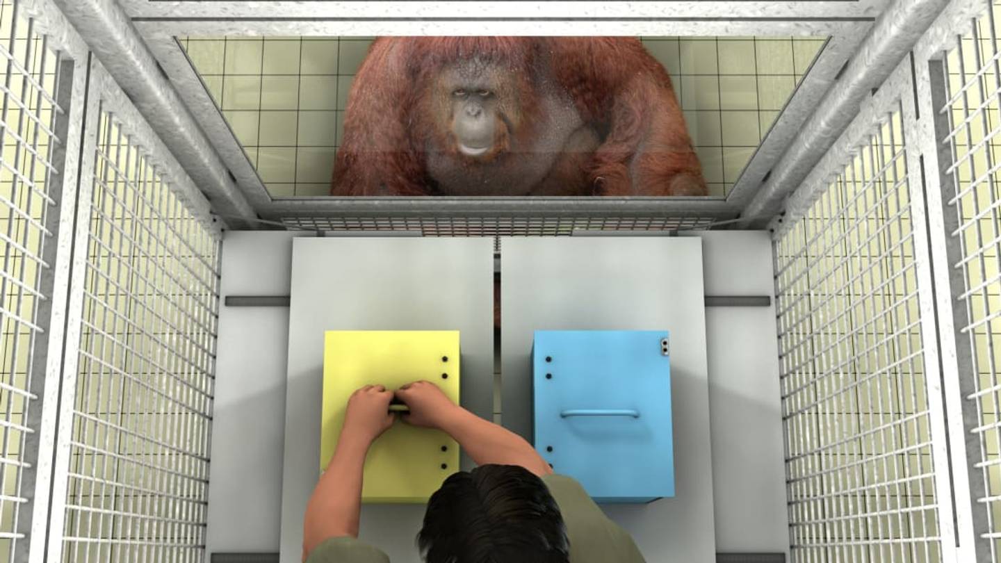 Great Apes Understand When Humans Are Wrong