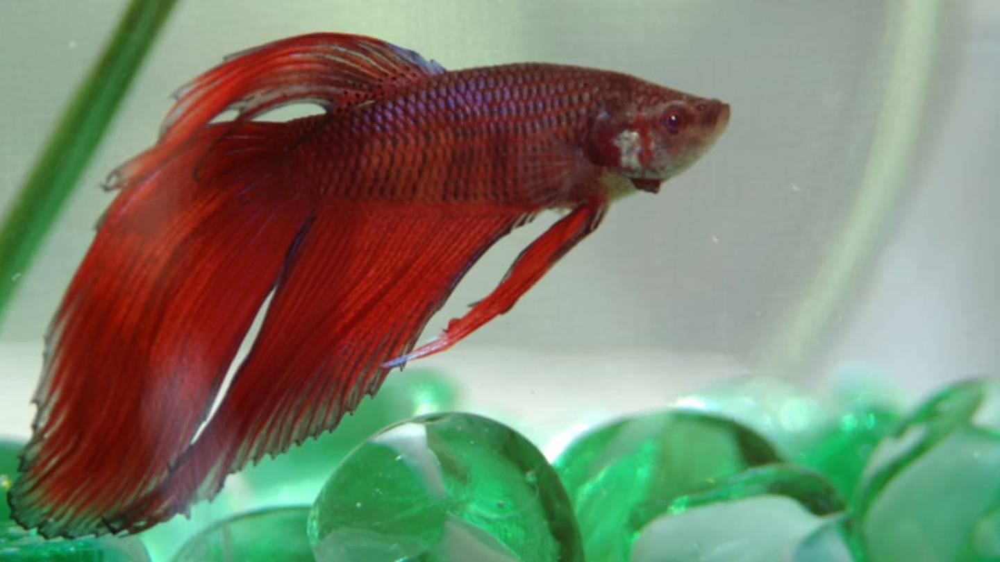 Betta Fish Fight Like Gentlemen