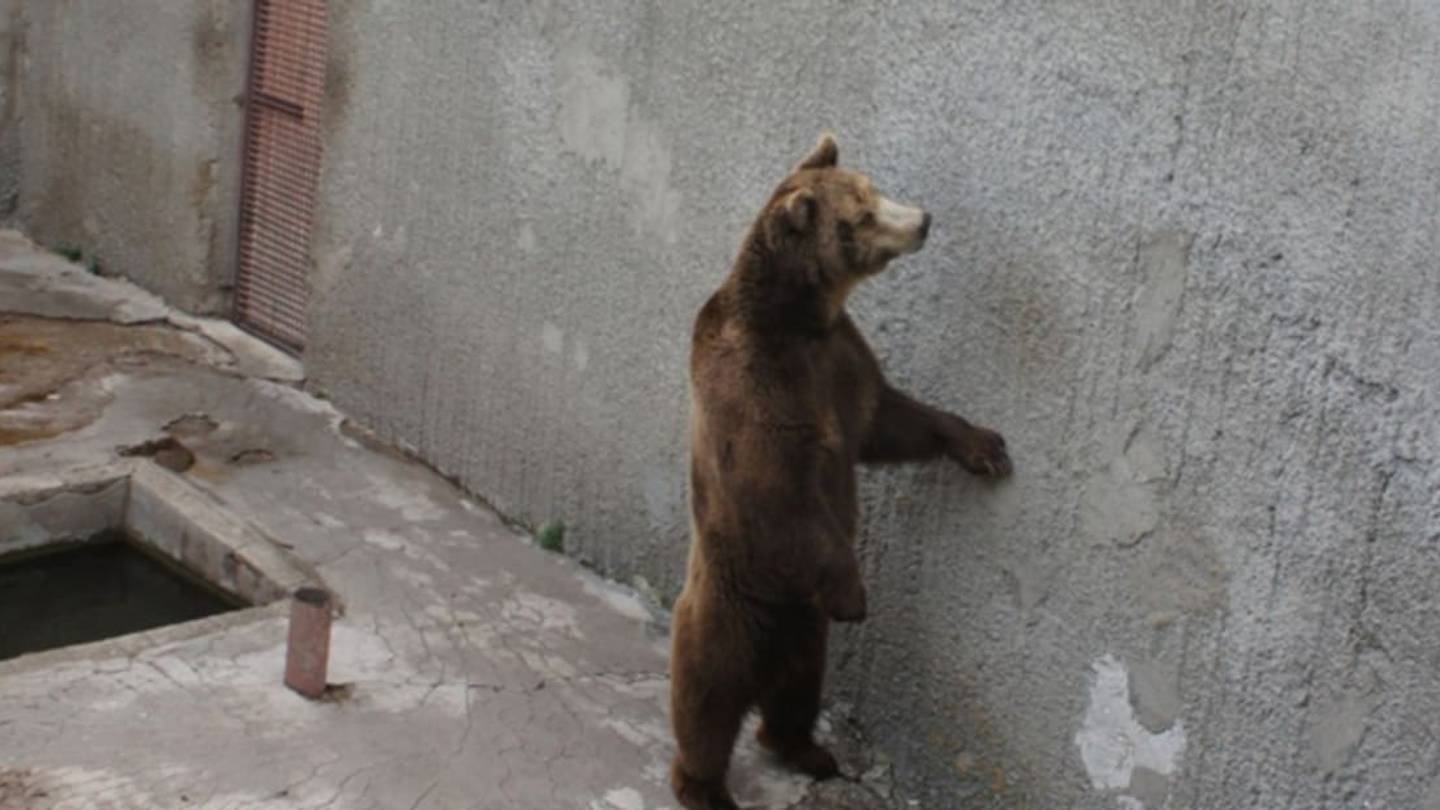 The Curious Case of the Flying Communist Bears