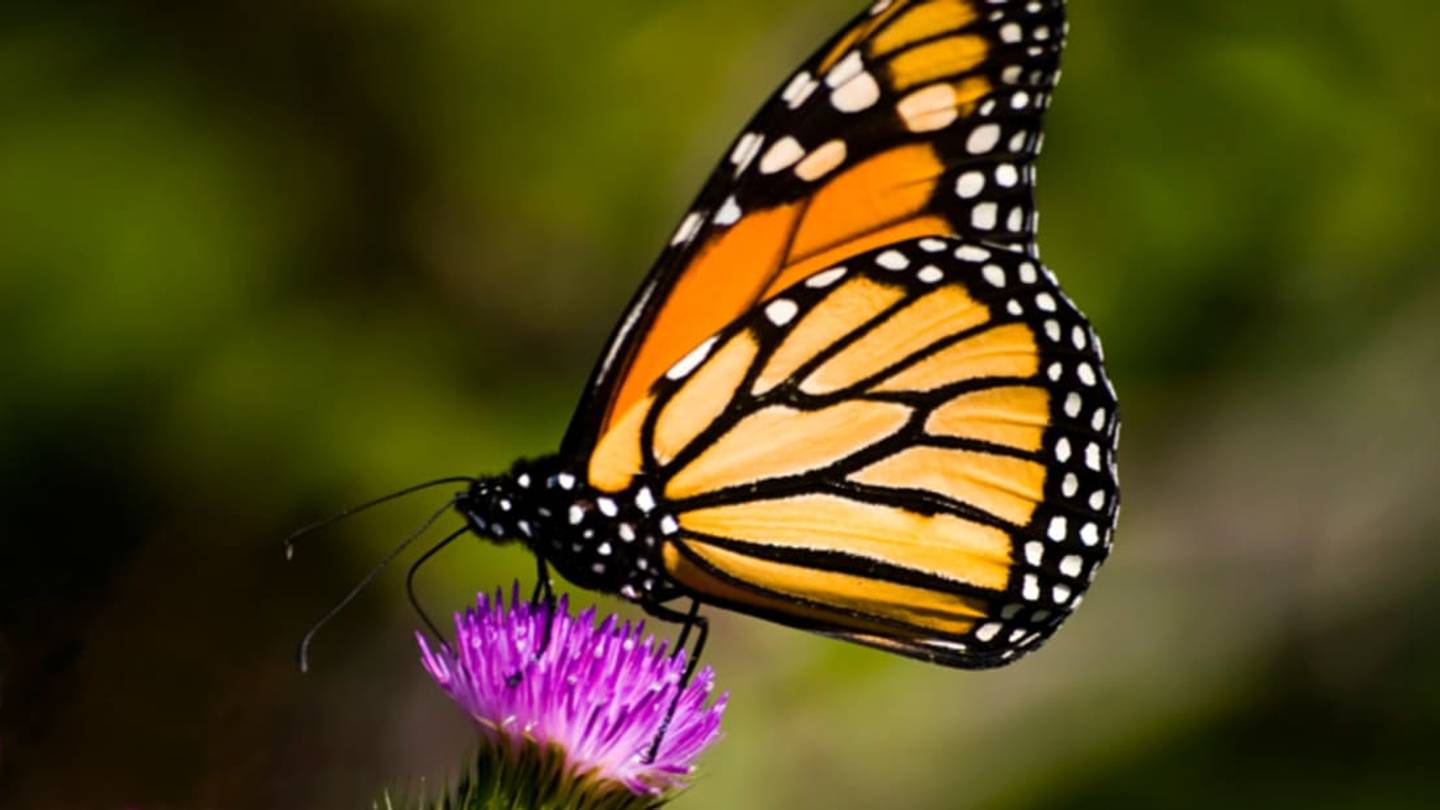 6 Cool Insects You Can Raise at Home