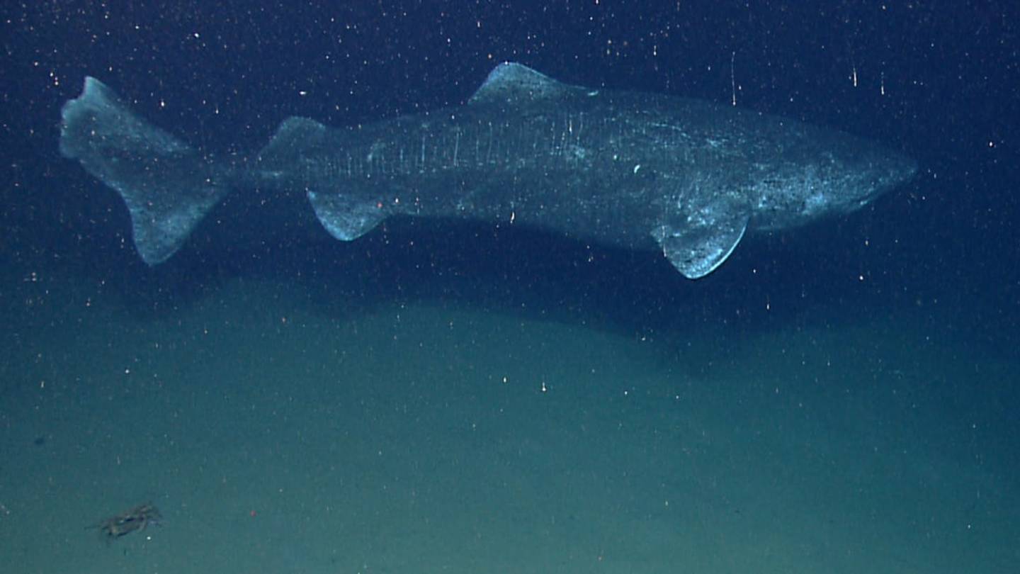 Scientists Say Greenland Sharks May Live 400 Years