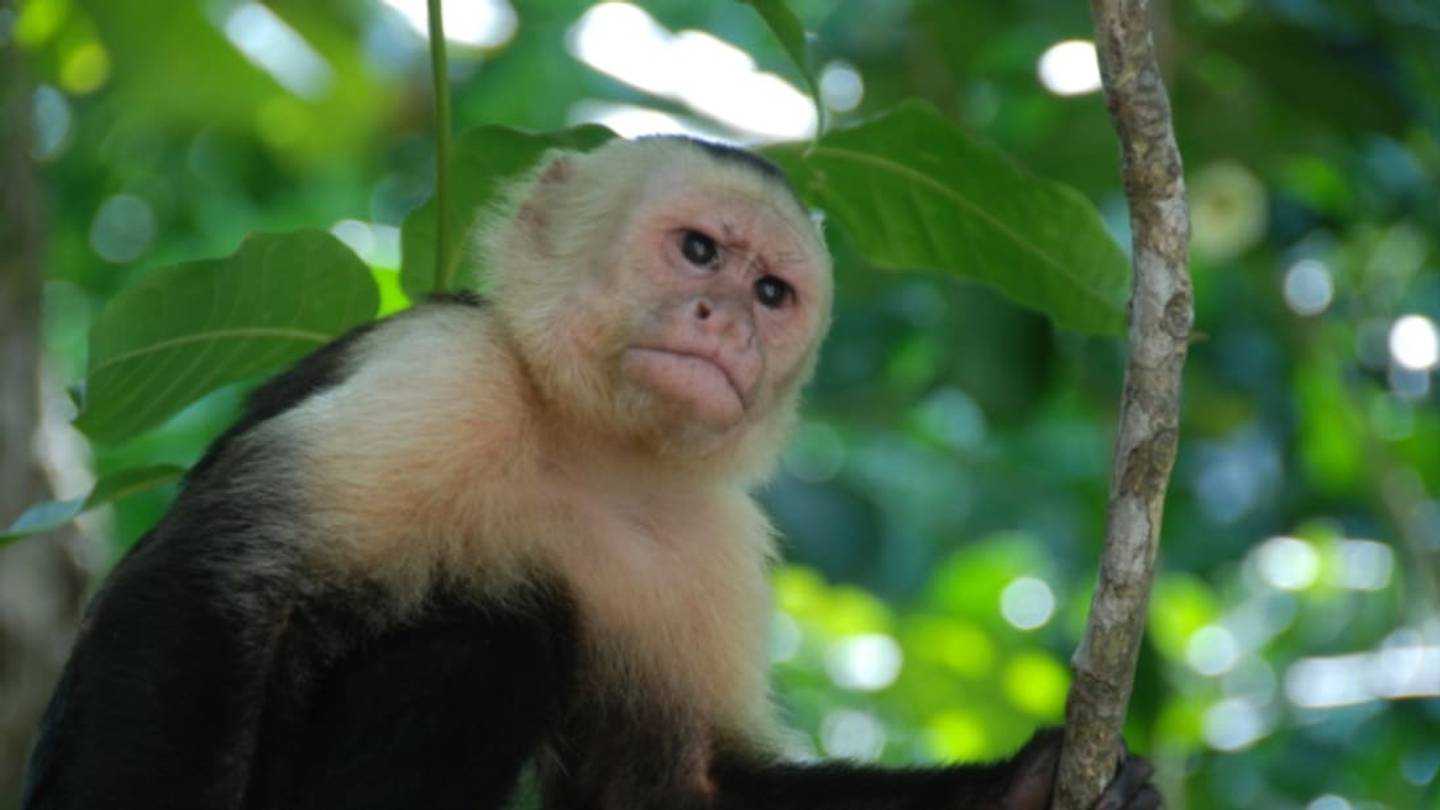 Monkeys Use Mosquito Repellent, Too