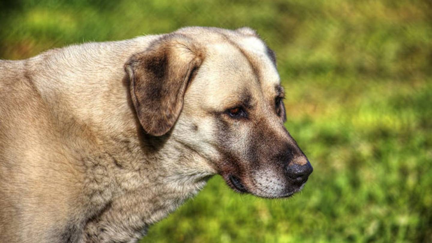9 Hardy Facts About Anatolian Shepherds