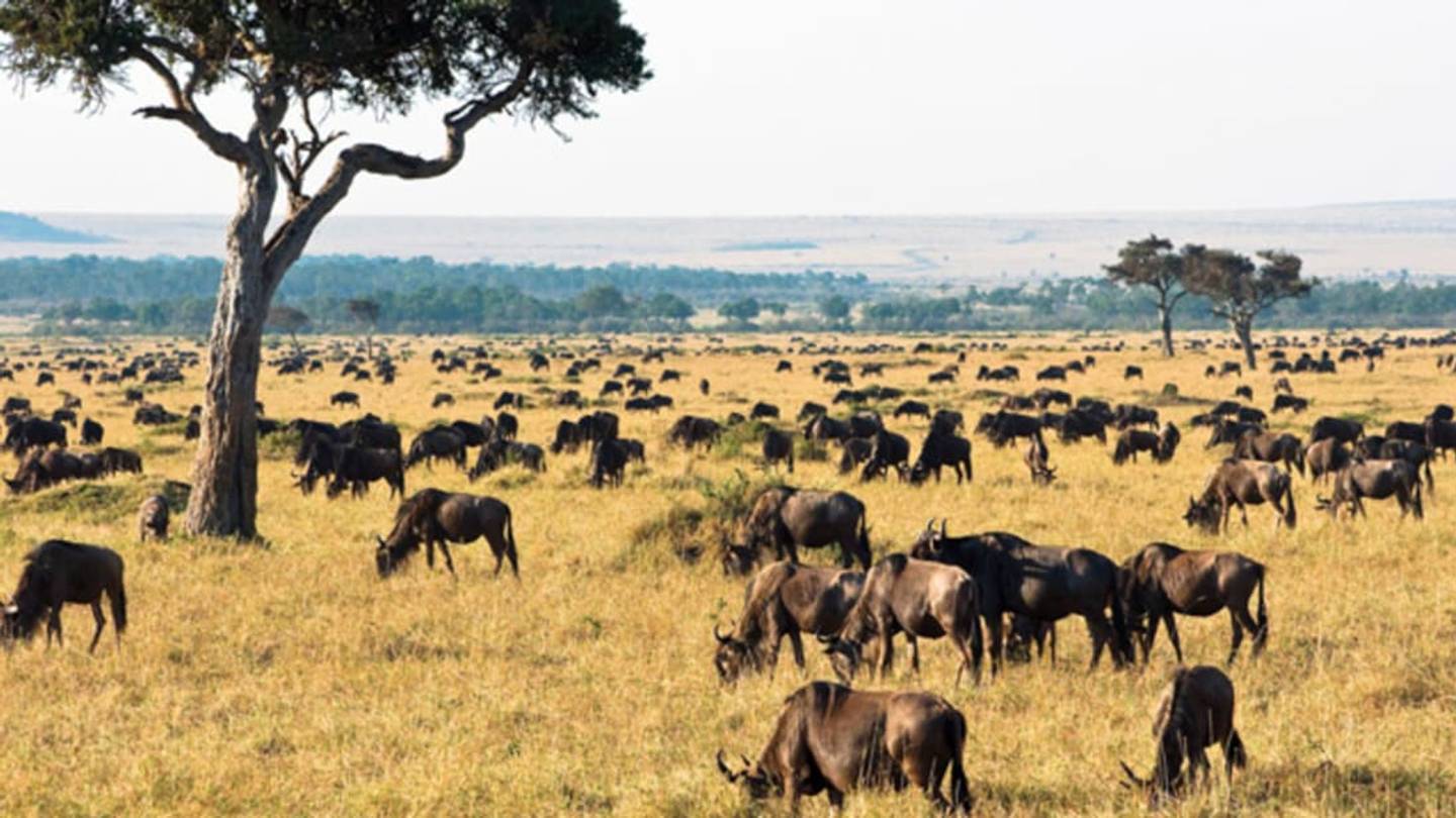 How Close Can You Get to a Lion?: Dispatches from Kenya's Coolest Safari