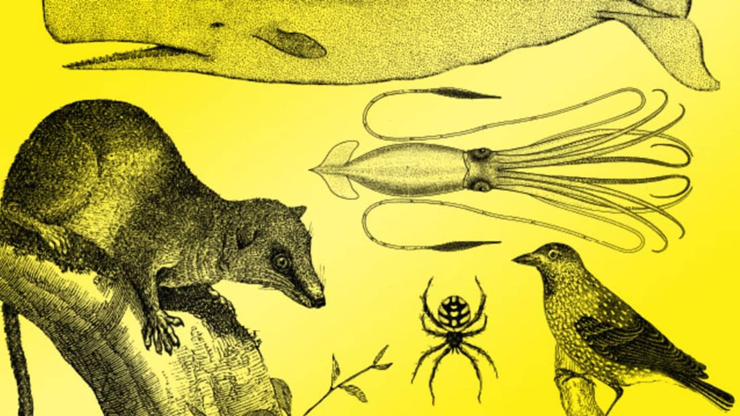 5 Strange Brains in the Animal Kingdom